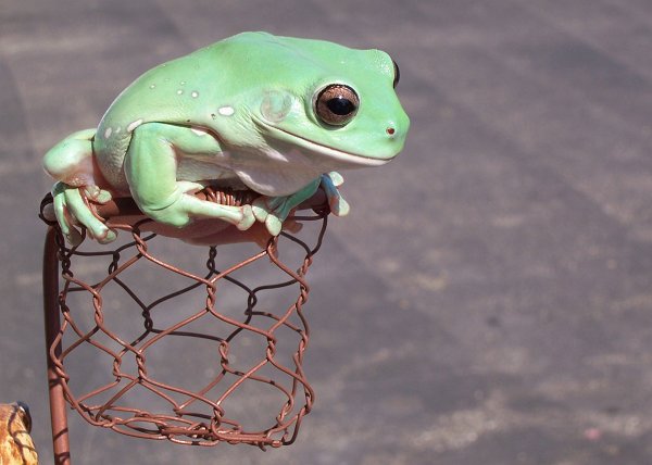 Basket Frog