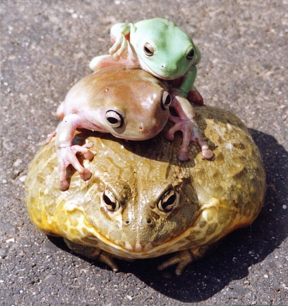Photo of Three Frogs